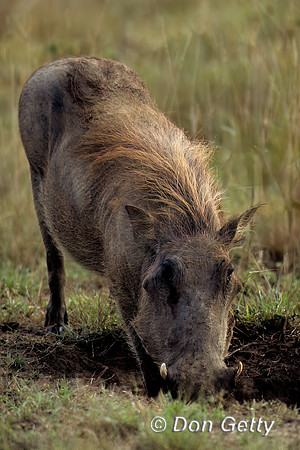 Warthog