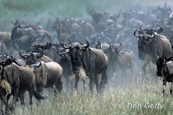 Wildebeest