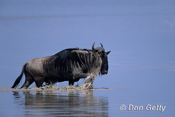 Wildebeest