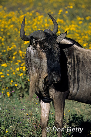 Wildebeest