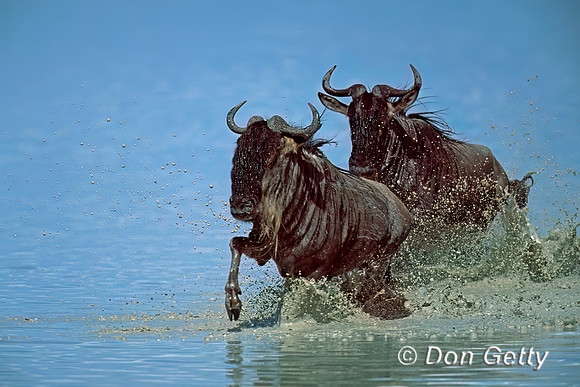 Wildebeest
