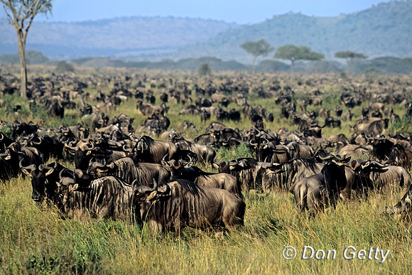 Wildebeest