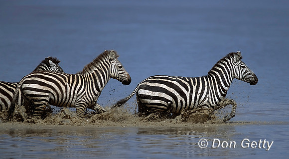 Zebra