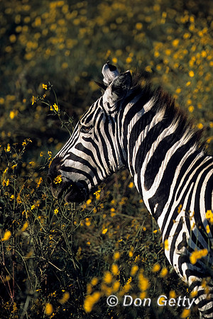 Zebra