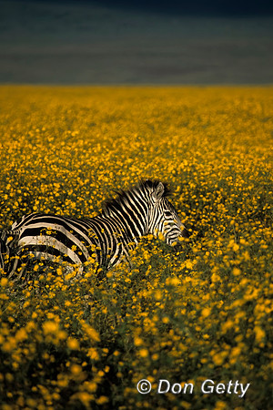 Zebra