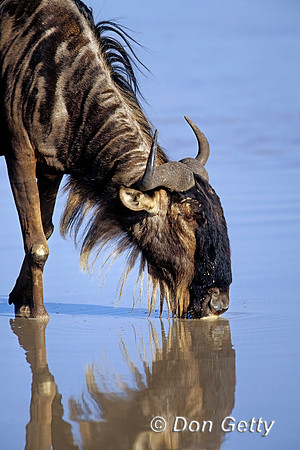 Wildebeest