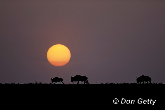 Wildebeest