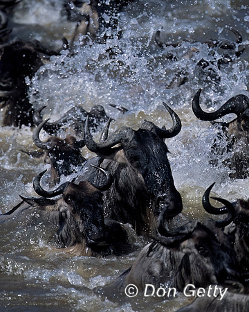 Wildebeest
