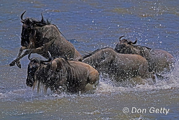 Wildebeest
