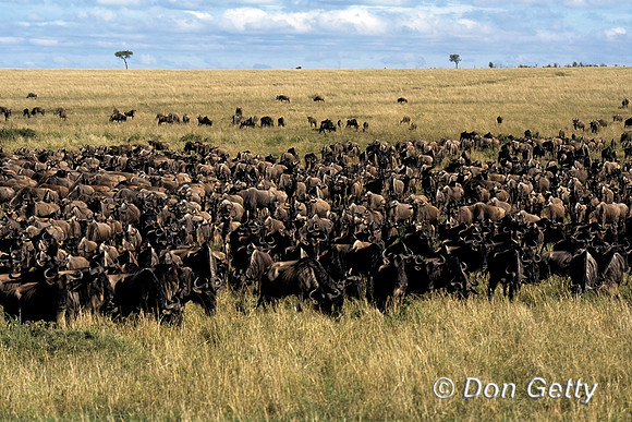 Wildebeest