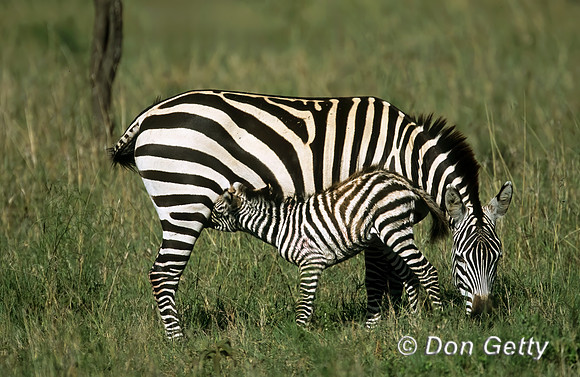 Zebra