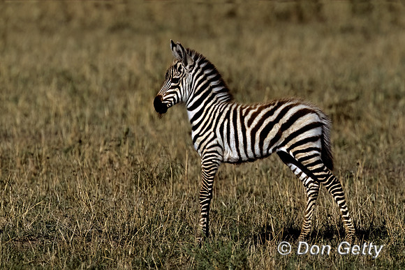 Zebra