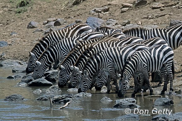 Zebra