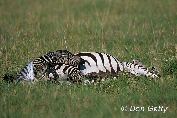 Zebra Birth