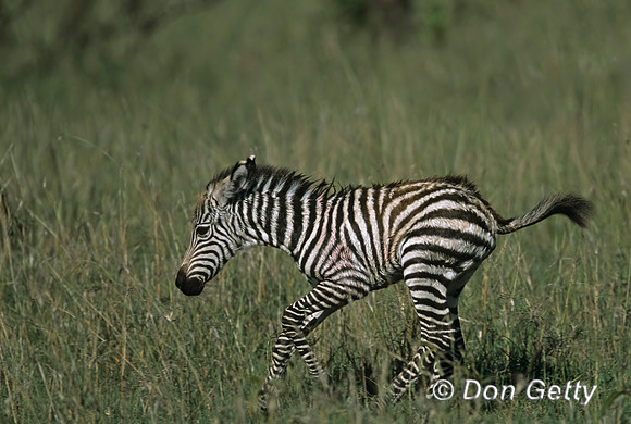 Zebra