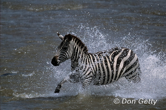 Zebra