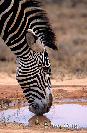 Grevy Zebra