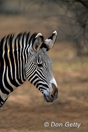 Grevy Zebra