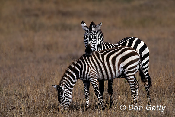 Zebra
