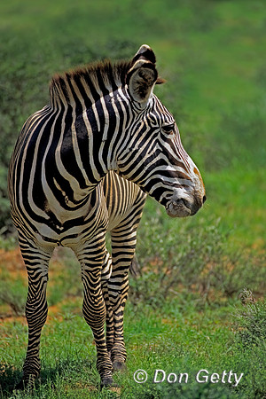 Grevy Zebra