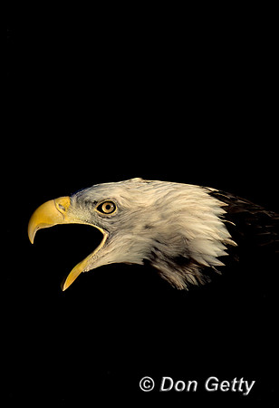 Eagle_Bald_SCN002