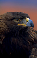 Golden Eagle