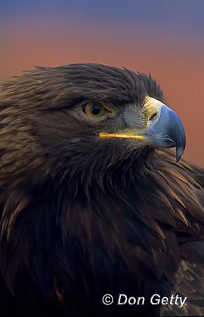 Golden Eagle