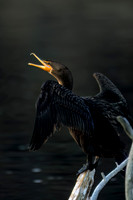 Double-crested Cormorant