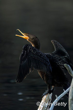 Double-crested Cormorant