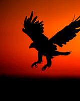 Golden Eagle