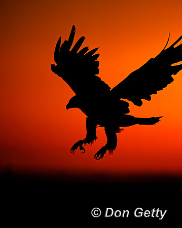 Golden Eagle