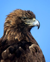 Golden Eagle