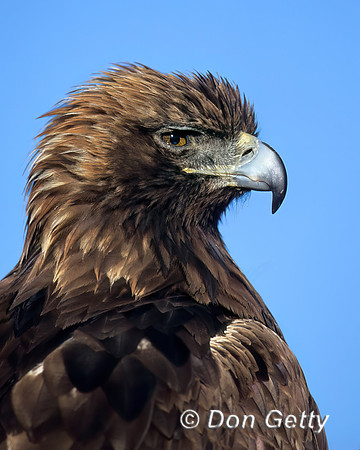 Golden Eagle