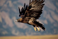 Golden Eagle