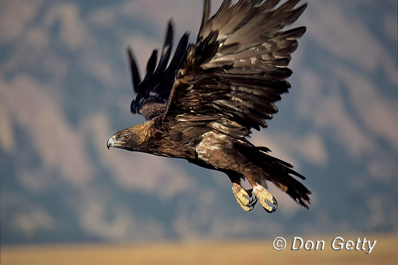 Golden Eagle
