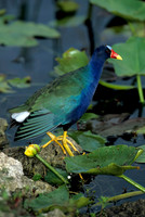 Purple Gallinule