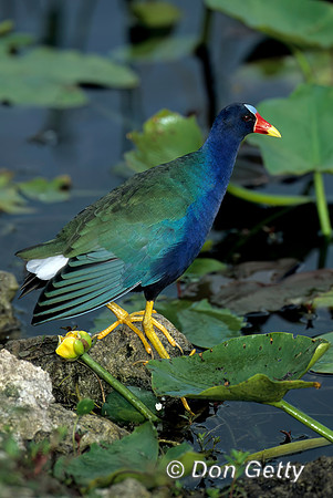 Purple Gallinule