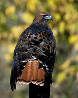 Red-tailed Hawk