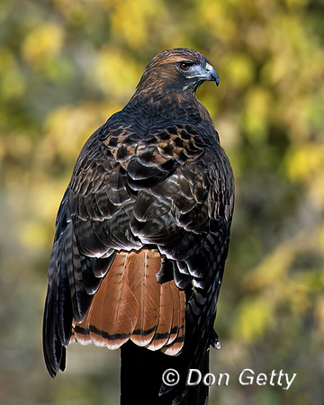 Red-tailed Hawk
