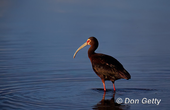 White-faced Ibis