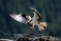 Osprey