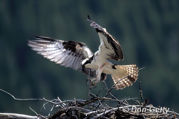 Osprey