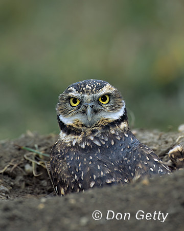 Burrowing Owl