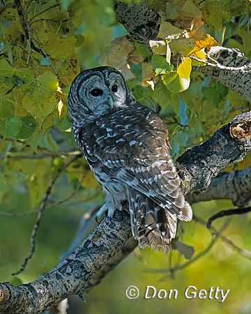 Barred Owl
