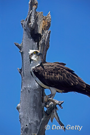 Osprey