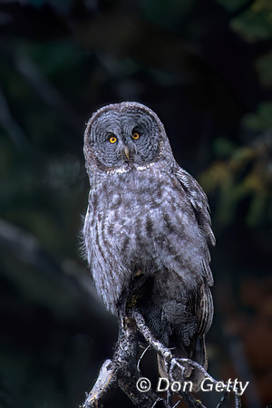 Great Gray Owl