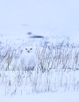 Snowy Owl