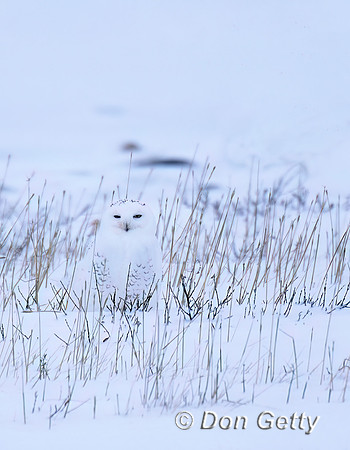 Snowy Owl