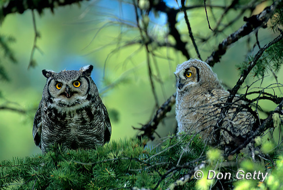 Great Horned Owl