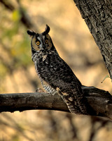 Long-eared Owl